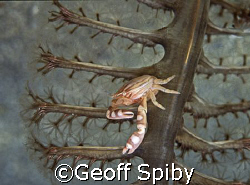 portrait of a crab on a seapen by Geoff Spiby 